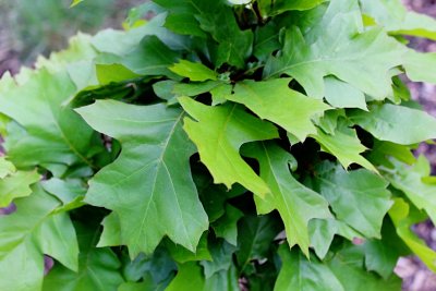 Quercus palustris 'Green Dwarf' - dub bahenní - jarní listy